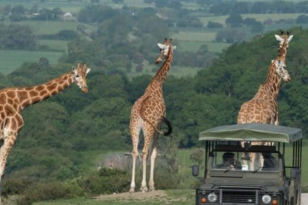 Photograph of giraffes and a jeep at Port Lympne Nature Reserve in Hythe in Kent